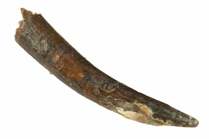 Fossil Pterosaur (Siroccopteryx) Tooth - Morocco #248927